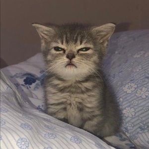 Meet your Posher, Elena